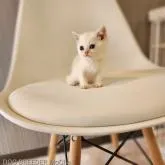 ブリティッシュショートヘア【千葉県・女の子・2022年6月25日・クリーム&ホワイト】の写真3