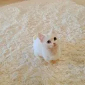 マンチカン(短足)【千葉県・男の子・2021年10月29日・ホワイト】の写真3