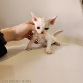 デボンレックス【千葉県・女の子・2022年11月29日・ホワイト】の写真3