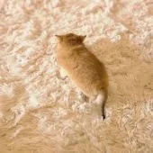 ブリティッシュショートヘア【千葉県・男の子・2022年3月13日・ゴールド ゴールデン】の写真4