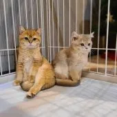 ブリティッシュショートヘア【千葉県・男の子・2021年9月9日・ゴールデン ゴールド】の写真4