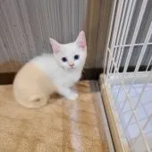 スコティッシュフォールド(立ち耳)【千葉県・女の子・2021年11月2日・アルビノホワイト】の写真4