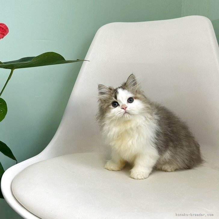 ブリーダー画像