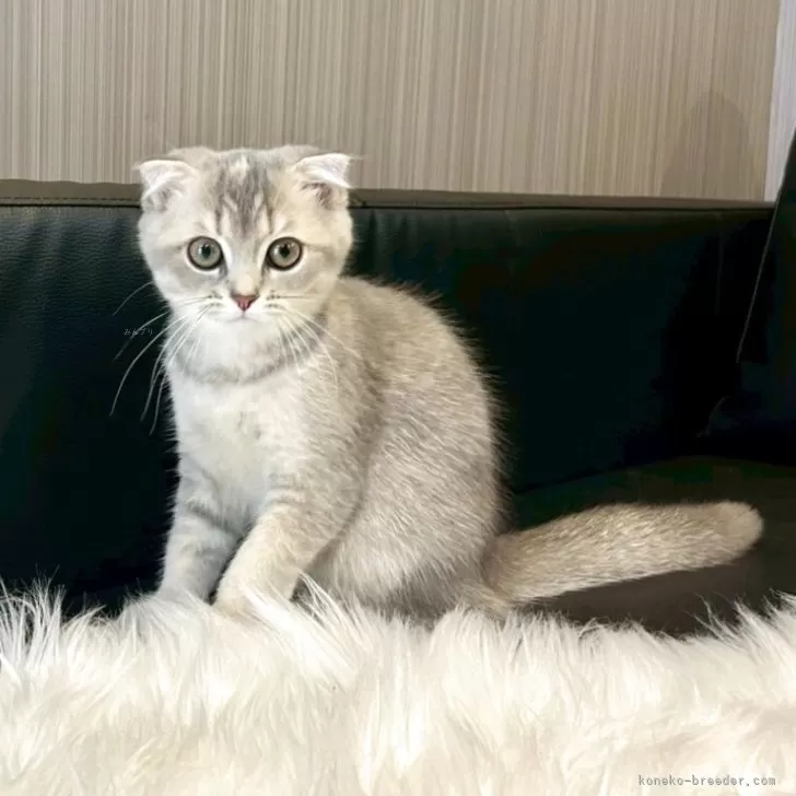 ID：2507-00430の子猫