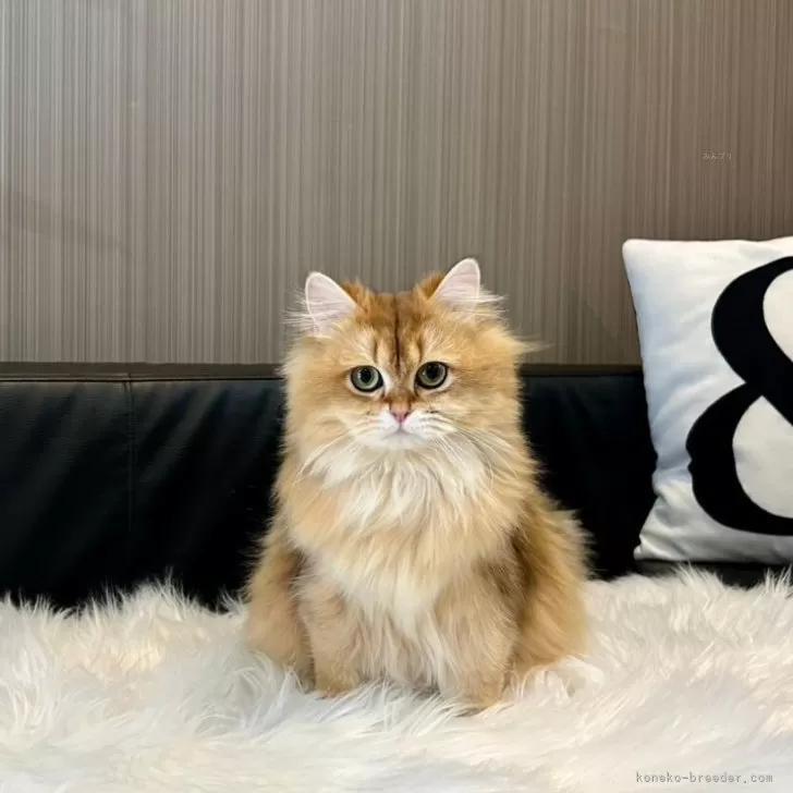 Y.K 様のお迎えした子猫
