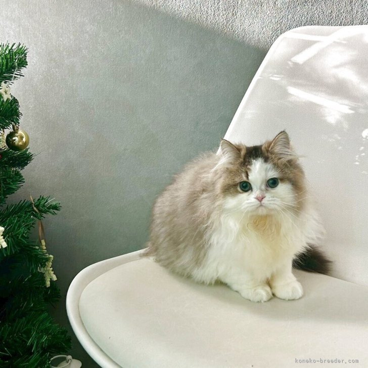 ブリーダー画像