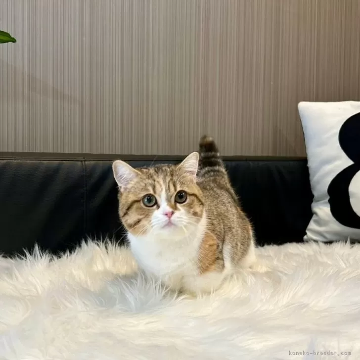 ID:2410-02778の子猫
