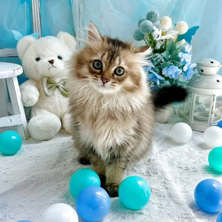 ID：2505-02509の子猫