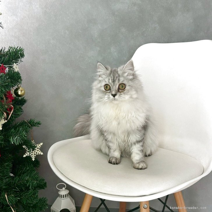 ブリーダー画像