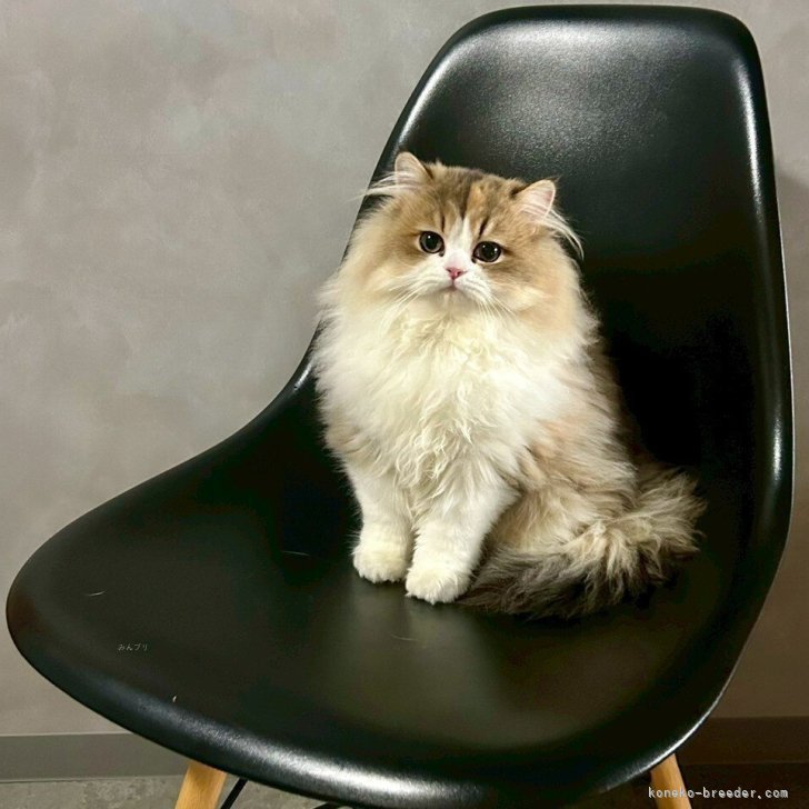 ブリーダー画像