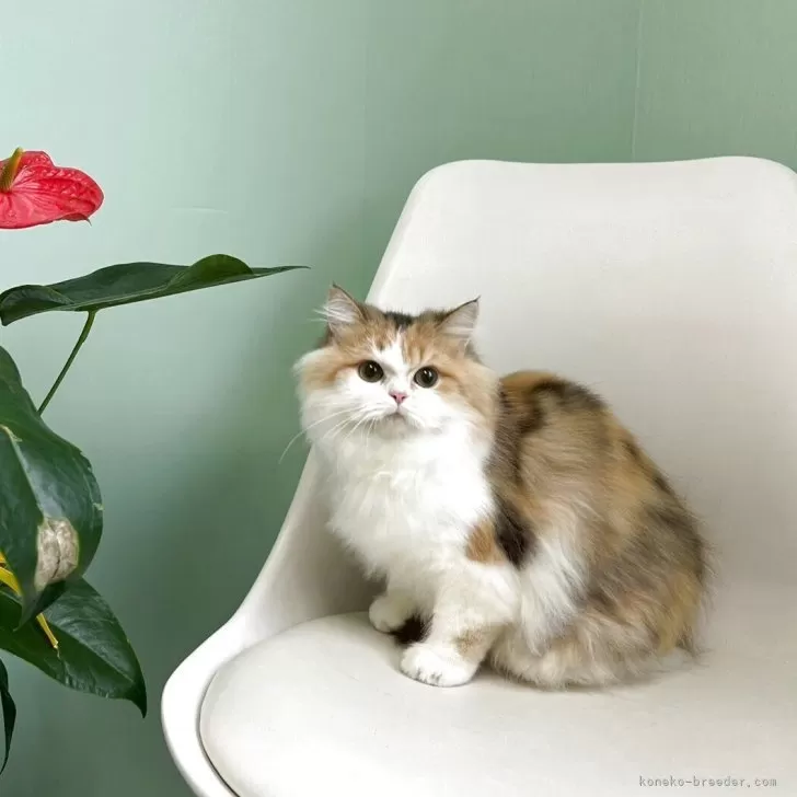 スコティッシュフォールド(立ち耳)【千葉県・女の子・2025年4月28日・キャリコ】の写真1