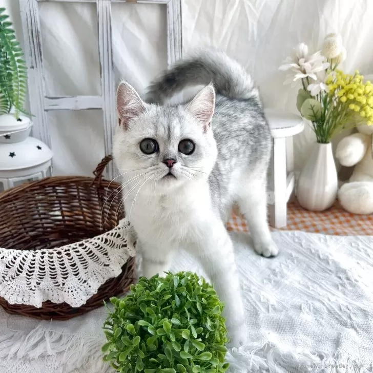 ID:2503-02348の子猫