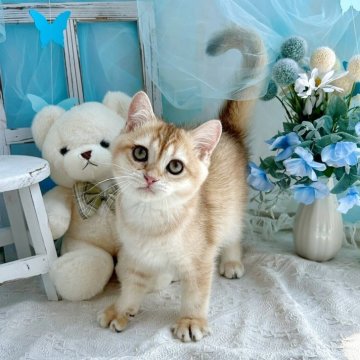 ブリティッシュショートヘア【千葉県・男の子・2025年4月8日・ゴールデン】の写真「元気でかわいい男の子です♪」