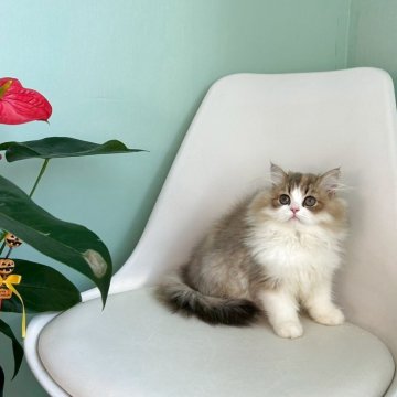 マンチカン(長足)【千葉県・女の子・2025年7月12日・キャリコ】の写真「とっても美人さん。ふわふわ女の子です♪」