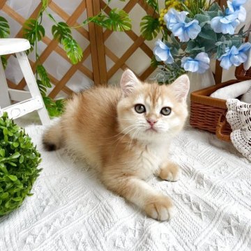 ブリティッシュショートヘア【千葉県・男の子・2025年4月8日・ゴールデン】の写真「元気でかわいい男の子です♪」