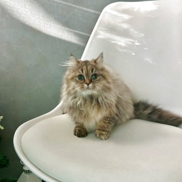 マンチカン(長足)【千葉県・女の子・2025年7月25日・ブラウンタビー】の写真「とってもかわいい女の子です♪　ふわふわ♡」