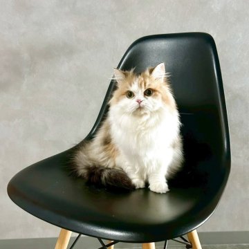 スコティッシュフォールド(立ち耳)【千葉県・女の子・2025年4月28日・キャリコ】の写真「キャリコのかわいい女の子です♪（ロングです）」