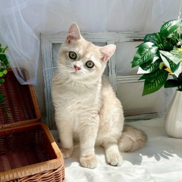ブリティッシュショートヘア【千葉県・男の子・2025年4月8日・クリーム】の写真「クリーム色のかわいい男の子です♪」