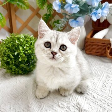 マンチカン(短足)【千葉県・男の子・2025年4月12日・シルバータビー】の写真「遊ぶの大好き、かわいい短足ちゃんです♪」