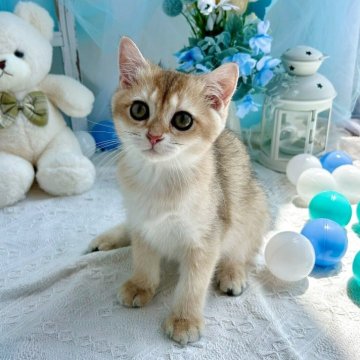 ブリティッシュショートヘア【千葉県・女の子・2025年4月8日・ゴールデン】の写真「遊ぶことが大好き。元気な女の子です♪」