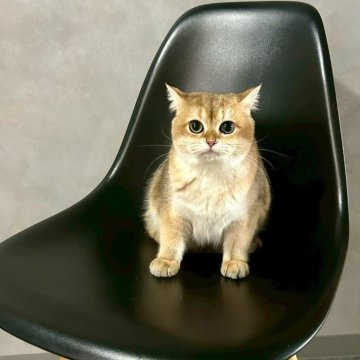 ブリティッシュショートヘア【千葉県・女の子・2025年4月8日・ゴールデン】の写真「まるまるかわいい♡　元気な女の子です！」