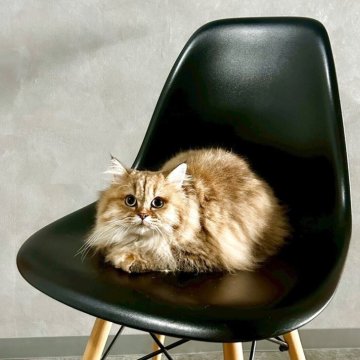 マンチカン(長足)【千葉県・女の子・2025年4月12日・ブラウンタビー】の写真「とってもかわいい女の子♪　ふわふわ♡」