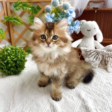 マンチカン(長足)【千葉県・男の子・2025年4月12日・シェーデッドゴールデン】の写真「好奇心旺盛な元気な男の子です♪」