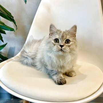 マンチカン(長足)【千葉県・女の子・2025年5月2日・シルバータビー】の写真「とってかわいらしい女の子です♪」
