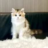 スコティッシュフォールド(立ち耳)