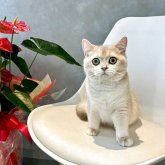 ブリティッシュショートヘア