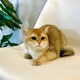 ブリティッシュショートヘア