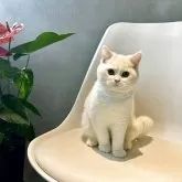 マンチカン(長足)