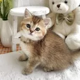 マンチカン(長足)