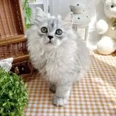 マンチカン(長足)