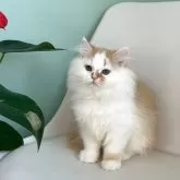 マンチカン(長足)