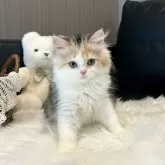 スコティッシュフォールド(立ち耳)