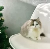 マンチカン(長足)