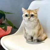 ブリティッシュショートヘア