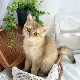 ブリティッシュショートヘア