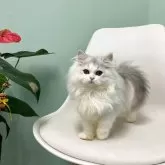 マンチカン(長足)