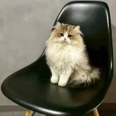 マンチカン(長足)