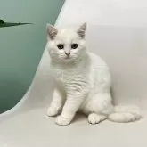 マンチカン(長足)