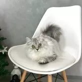 マンチカン(長足)【千葉県・女の子・2025年5月2日・シルバータビー】の写真2