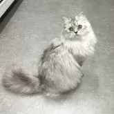 マンチカン(長足)【千葉県・女の子・2025年5月2日・シルバータビー】の写真2