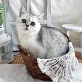 マンチカン(長足)【千葉県・女の子・2025年1月30日・シルバータビー】の写真2