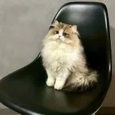 マンチカン(長足)【千葉県・女の子・2025年7月12日・キャリコ】の写真2