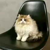 マンチカン(長足)【千葉県・女の子・2025年7月12日・キャリコ】の写真3