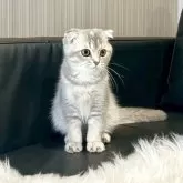 スコティッシュフォールド(折れ耳)【千葉県・女の子・2025年4月28日・ブルークリーム】の写真3