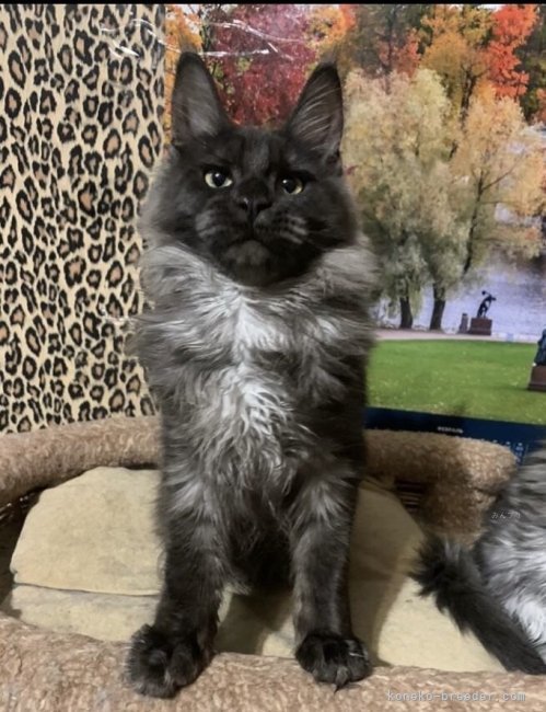 メインクーン【・女の子・2022年11月1日・ブラック・スモーク】