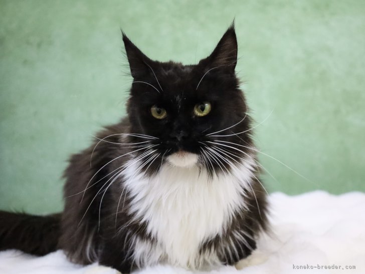 メインクーン【・女の子・2023年4月15日・ブラック&amp;ホワイト】